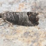 Codling moth