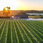 Rutland vineyard