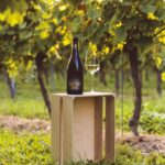Kent-based wine producer Chapel Down has confirmed it is abandoning plans to invest in a new £32 million winery.
