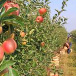 A change to the Seasonal Worker Scheme (SWS) has been secured, allowing workers to re-enter the country sooner than had been allowed previously.  