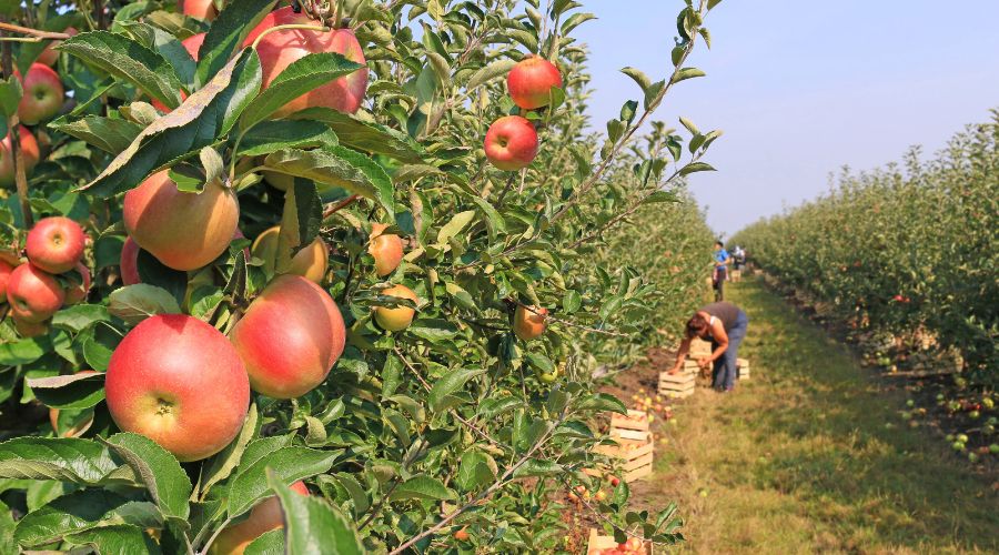 A change to the Seasonal Worker Scheme (SWS) has been secured, allowing workers to re-enter the country sooner than had been allowed previously.