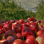 Forum for the Future has published the Future of UK Orchard Fruit report on the World Apple Day 2025.
