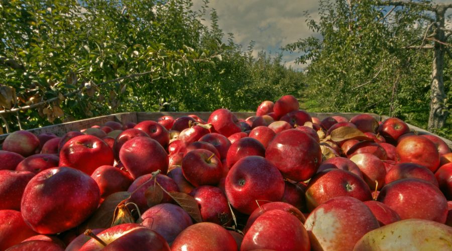 Forum for the Future has published the Future of UK Orchard Fruit report on the World Apple Day 2025.