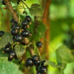 Researchers at James Hutton Scientific Services and Winterwood Farms Ltd are developing blackcurrants for the fresh fruit aisle.