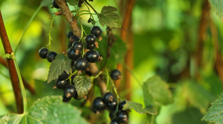 Researchers at James Hutton Scientific Services and Winterwood Farms Ltd are developing blackcurrants for the fresh fruit aisle.