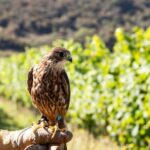 Rathfinny Wine Estate, based in East Sussex, is welcoming a team of trained falcons, hawks and even a Chilean blue eagle to patrol the vineyard.