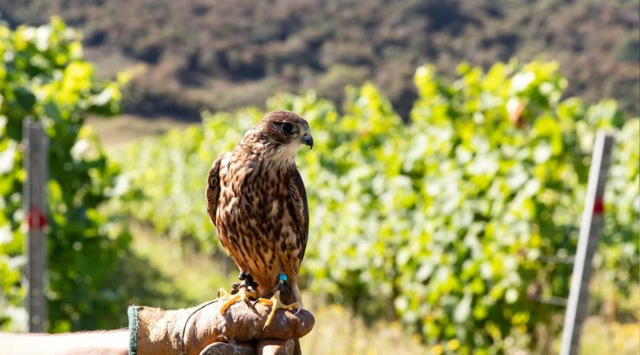 Rathfinny Wine Estate, based in East Sussex, is welcoming a team of trained falcons, hawks and even a Chilean blue eagle to patrol the vineyard.