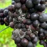 Agrovista agronomist Fokion Chatziavgerinos highlights the importance of effective late-season management in orchards and vineyards.