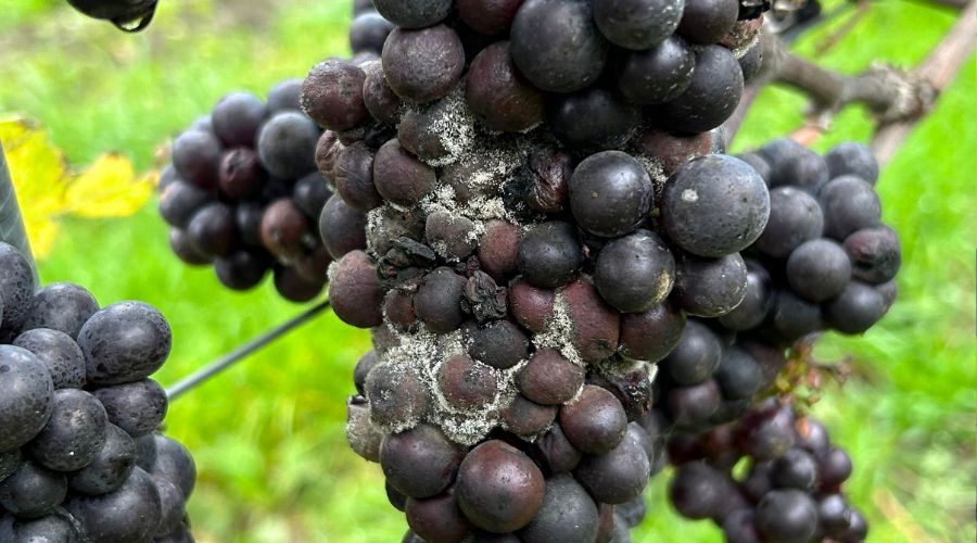 Agrovista agronomist Fokion Chatziavgerinos highlights the importance of effective late-season management in orchards and vineyards.
