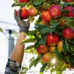 The NFU has welcomed the news that a number of seasonal horticulture worker visas have been allocated for 2026.