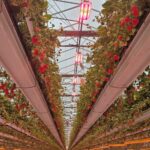 The Summer Berry Company has announced its partnership with Stronger Together, which supports businesses in the fight against modern slavery.