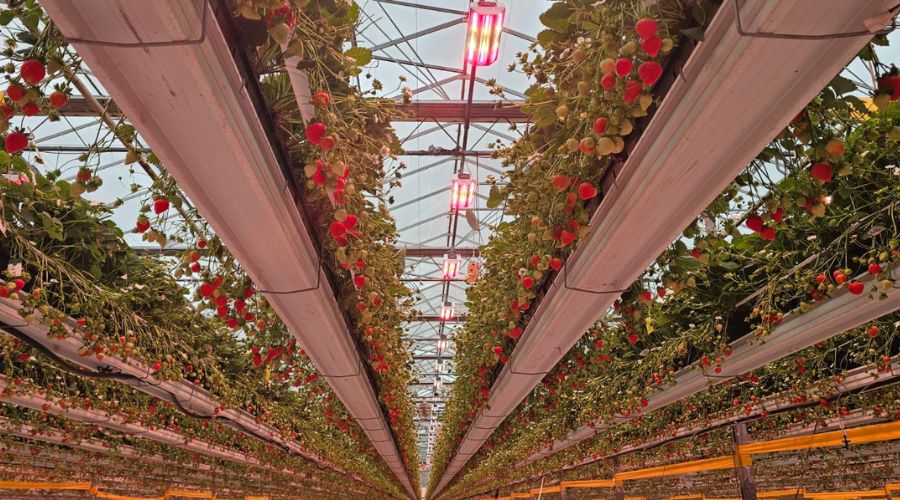 The Summer Berry Company has announced its partnership with Stronger Together, which supports businesses in the fight against modern slavery.