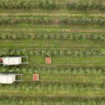 British Apples & Pears Limited (BAPL) has partnered with Oxbury Bank to provide bespoke financial solutions for British apple and pear growers. 