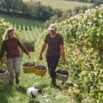 The driest summer on record resulted in one of the earliest grape harvests ever seen in the UK and a wine crop of outstanding quality.
