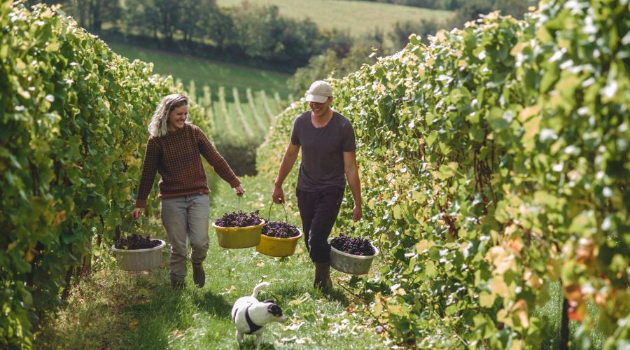 The driest summer on record resulted in one of the earliest grape harvests ever seen in the UK and a wine crop of outstanding quality.
