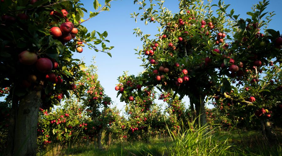 British apple and pear growers have been invited to join the BAPL and Niab annual R&D meeting, which will be held in February 2026.