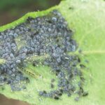 Agrovista agronomist Fokion Chatziavgerinos reviews what turned out to be a very good year for many top fruit growers, while fruit technical manager Alex Radu discusses soft fruit.