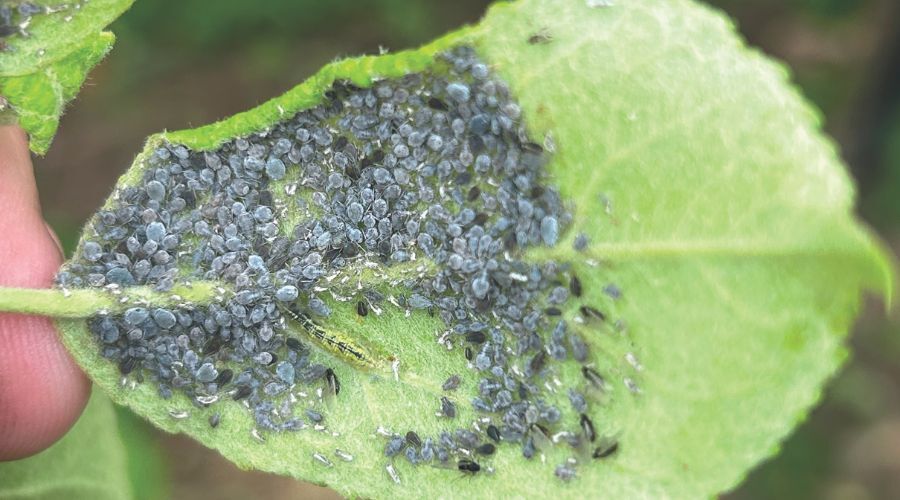 Agrovista agronomist Fokion Chatziavgerinos reviews what turned out to be a very good year for many top fruit growers, while fruit technical manager Alex Radu discusses soft fruit.