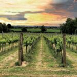 The Royal Agricultural University vineyard