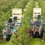 Apple and pear growers are likely to face around a 2% increase in the overall cost of production for the 2026 season.