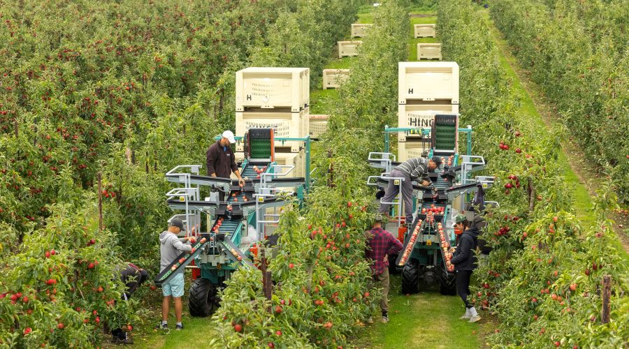 Apple and pear growers are likely to face around a 2% increase in the overall cost of production for the 2026 season.