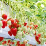 Bayer announced the launch of Baya Solara, the first commercial strawberry variety from Bayer’s De Ruiter brand.