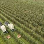 British Apples & Pears Limited (BAPL) has secured £200,000 in funding for two new applied research projects through the ADOPT programme.