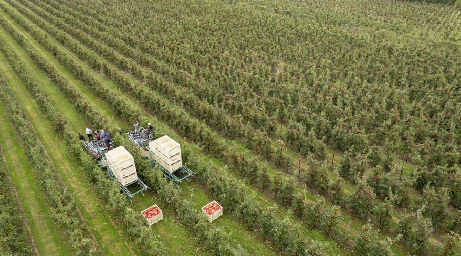 British Apples & Pears Limited (BAPL) has secured £200,000 in funding for two new applied research projects through the ADOPT programme.