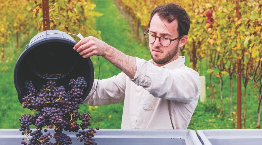 Man harvesting vineyard grapes 