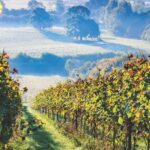 Carver Hill Estate scenic vineyard view