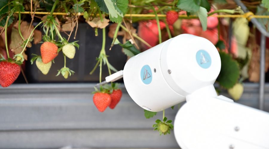 Photo by Fruit Focus.