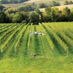 According to UK-based agricultural biotech company CropAid, its biological solutions can help UK vineyards, orchards and glasshouses to combat weather challenges and improve crop resilience.