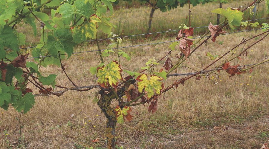 Deficient vine in vineyard 